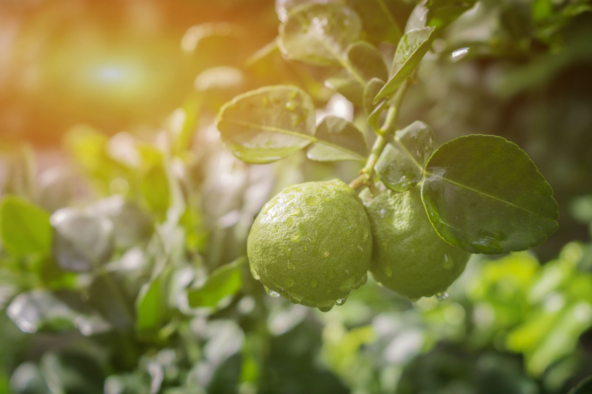Liquore al bergamotto calabrese in bicchierino