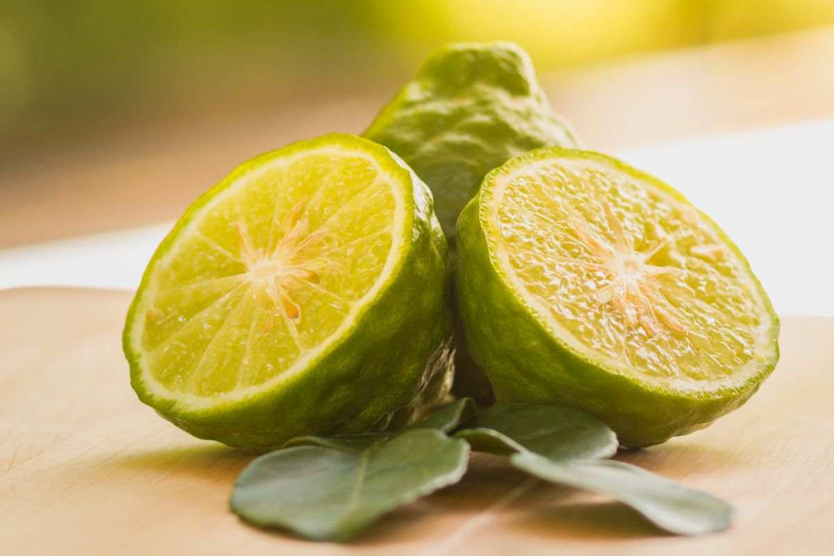 Frutti di bergamotto calabrese su ramo